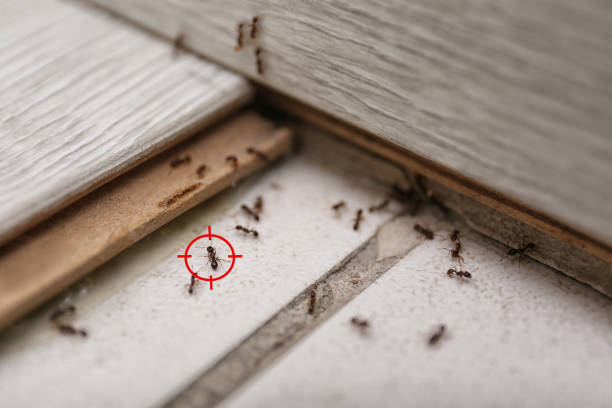 Pest Control for Restaurants in Stanton, TX