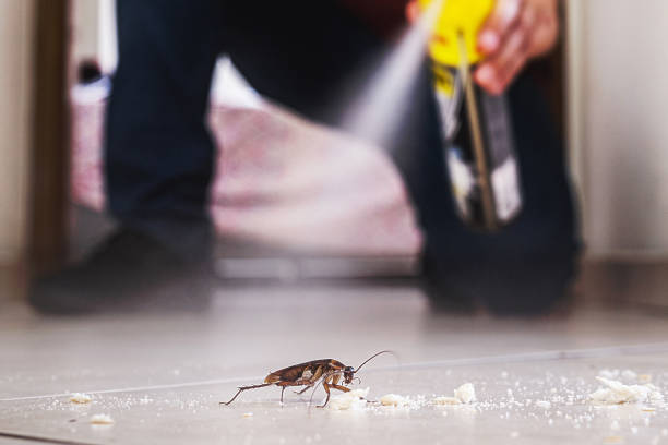 Best Flea Control Services  in Stanton, TX