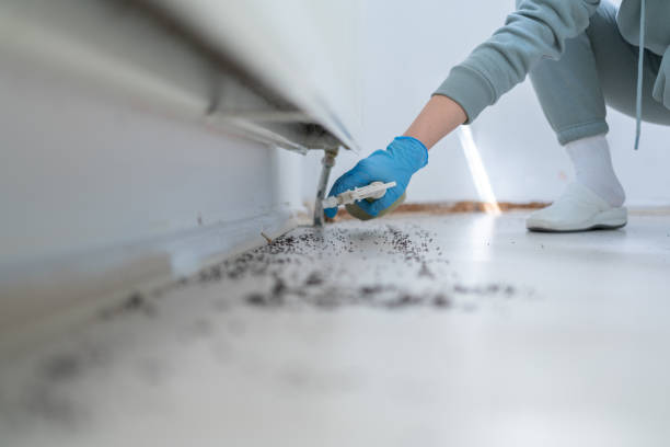 Best Wasp Removal Services  in Stanton, TX
